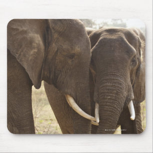 Two African Bush Elephants (Loxodonta Africana) Mouse Pad