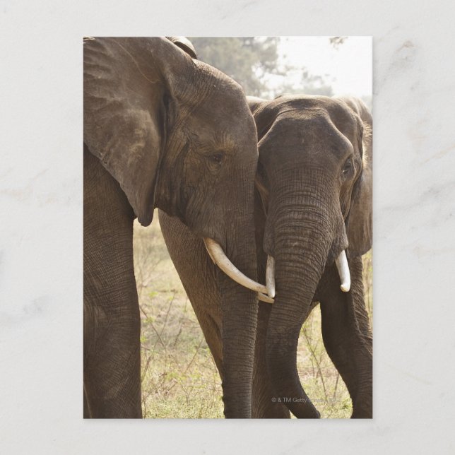 Two African Bush Elephants (Loxodonta Africana) Postcard (Front)