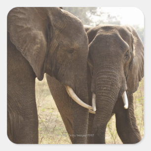 Two African Bush Elephants (Loxodonta Africana) Square Sticker