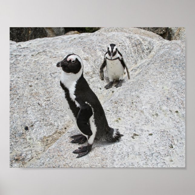 Two African Penguins, Boulders Beach, South Africa Poster (Front)