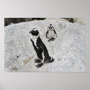 Two African Penguins, Boulders Beach, South Africa Poster
