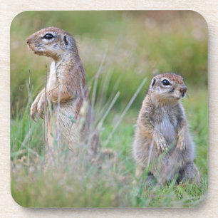 Two alert Ground Squirrels, Jamestown District, Coaster