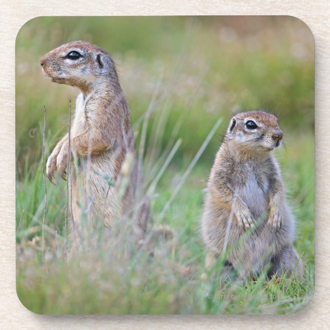 Two alert Ground Squirrels, Jamestown District, Coaster (Front)