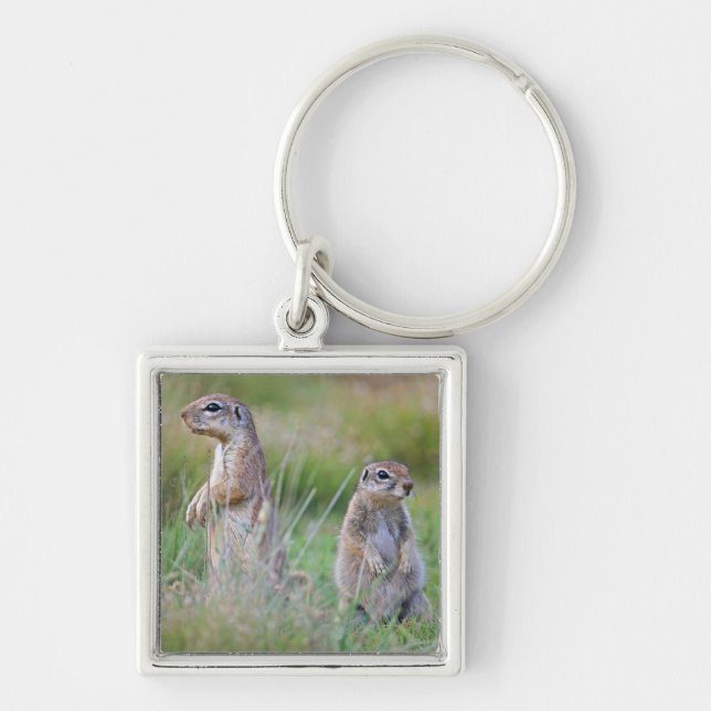 Two alert Ground Squirrels, Jamestown District, Key Ring (Front)