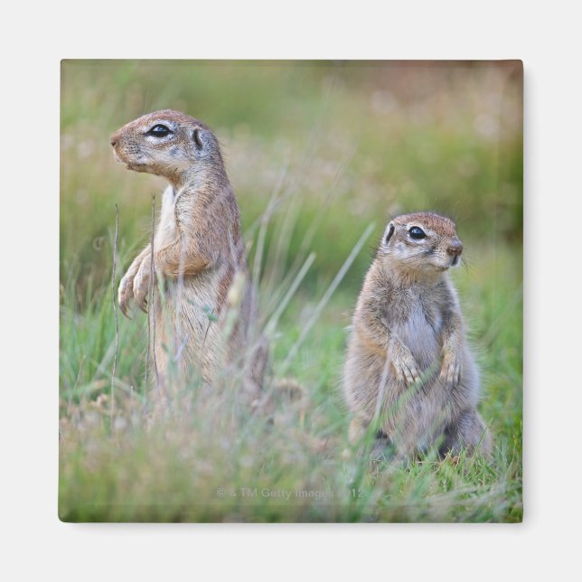 Two alert Ground Squirrels, Jamestown District, Magnet (Front)