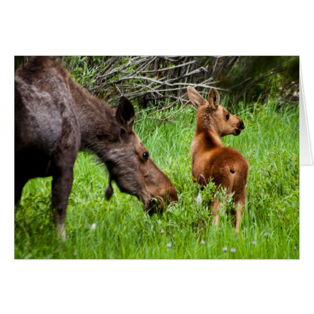 Two Alert Moose Mother And Baby (Front Horizontal)
