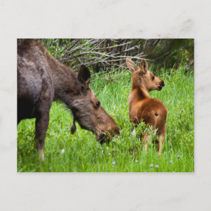 Two Alert Moose Mother And Baby Postcard