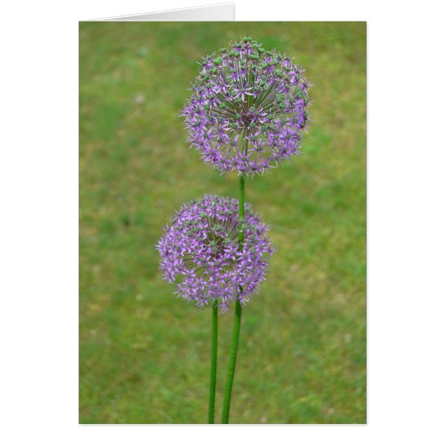 Two Allium (Front)