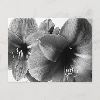 Two Amaryllis Flowers Photo Greeting Postcard