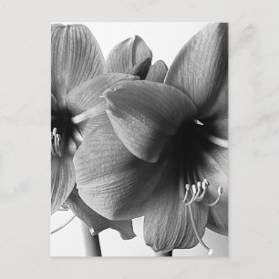 Two Amaryllis Flowers Photo Vertical Postcard