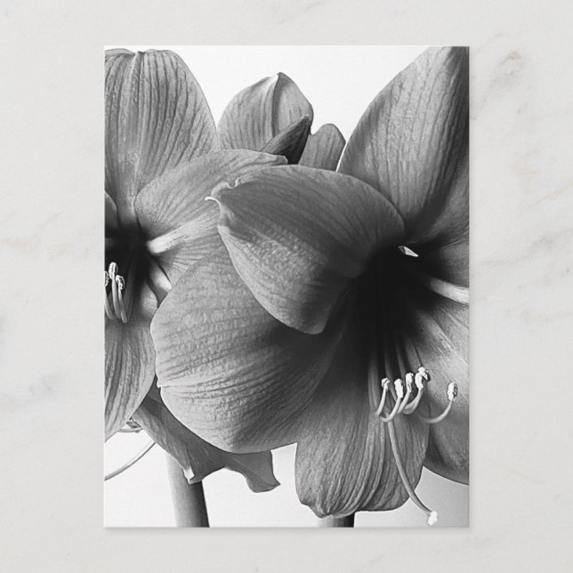 Two Amaryllis Flowers Photo Vertical Postcard (Front)