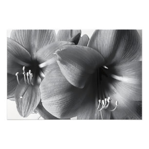 Two Amaryllis Flowers Print Photo Enlargement