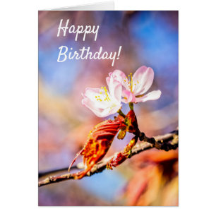 Two Amazing Sakura Flowers. Pink, Blue Background
