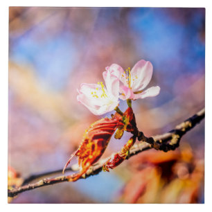 Two Amazing Sakura Flowers. Pink, Blue Background Ceramic Tile