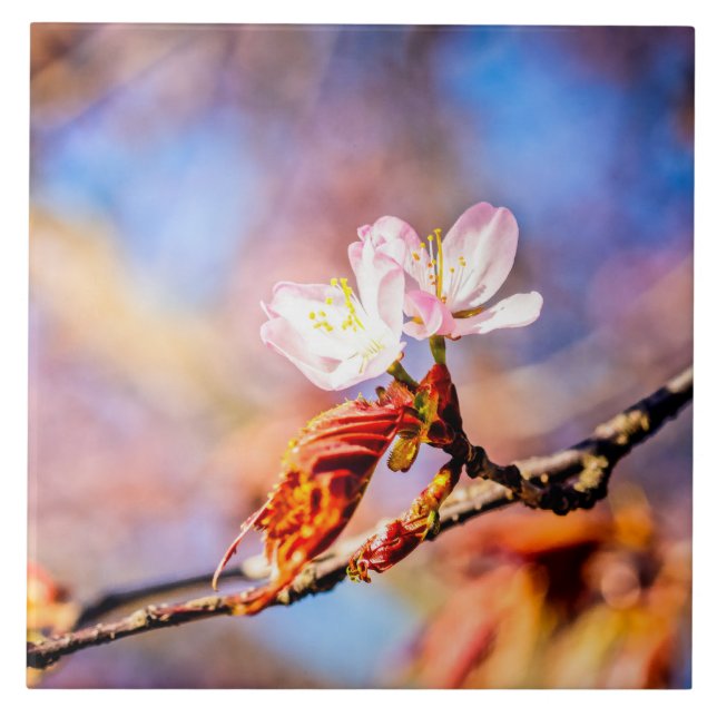 Two Amazing Sakura Flowers. Pink, Blue Background Ceramic Tile (Front)