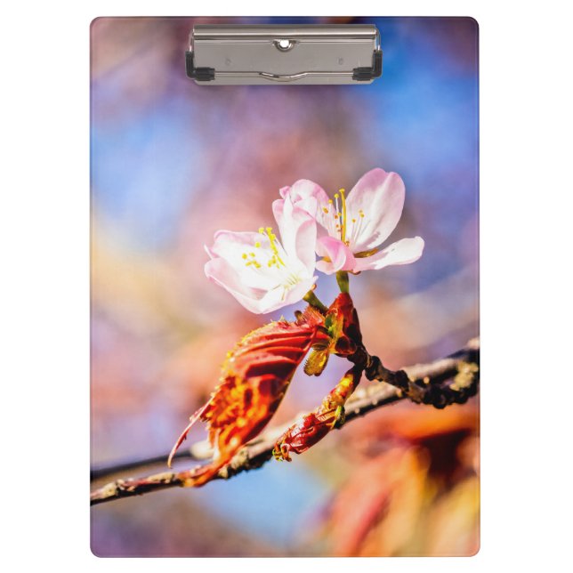 Two Amazing Sakura Flowers. Pink, Blue Background Clipboard (Front)