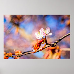Two Amazing Sakura Flowers. Pink, Blue Background Poster