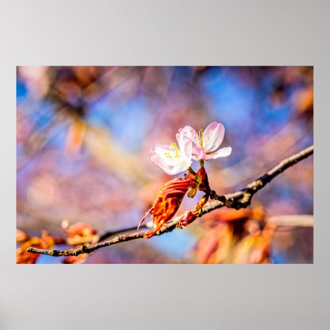 Two Amazing Sakura Flowers. Pink, Blue Background Poster (Front)