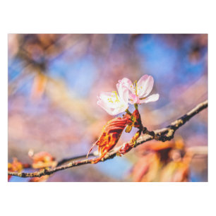 Two Amazing Sakura Flowers. Pink, Blue Background Tablecloth