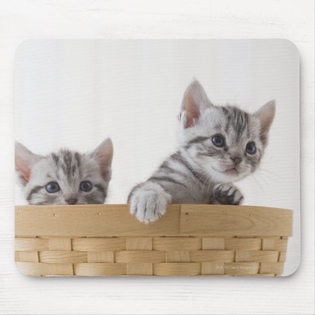 Two American Shorthair Kittens Mouse Pad (Front)
