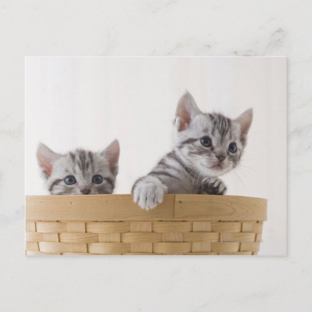 Two American Shorthair Kittens Postcard (Front)
