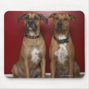 Two american stanford terriers sitting mouse pad