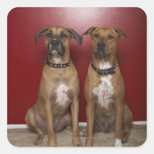 Two american stanford terriers sitting square sticker