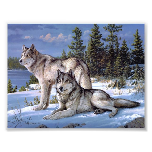 Two arctic wolves painting photo print (Front)