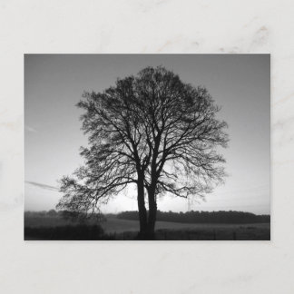 Two as One: the Forked Tree Postcard