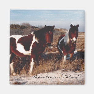 Two Assateague Wild Horses - Magnet