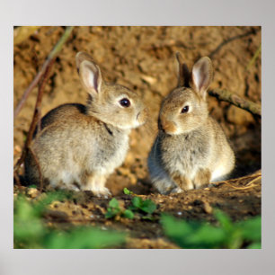 Two Baby Bunnies Poster