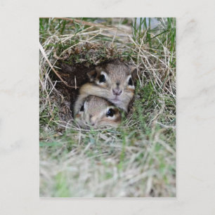 Two Baby Chipmunks Trying to get out of the Burrow Postcard