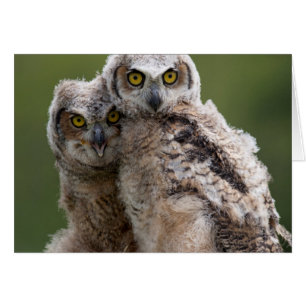 Two Baby Great Horned Owls