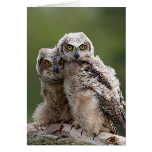 Two Baby Great Horned Owls