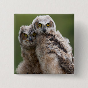 Two Baby Great Horned Owls 15 Cm Square Badge