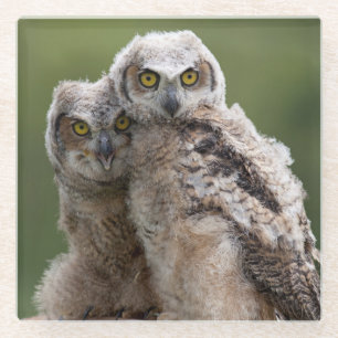 Two Baby Great Horned Owls Glass Coaster
