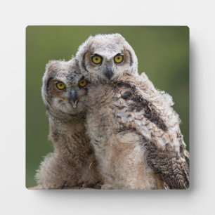Two Baby Great Horned Owls Plaque