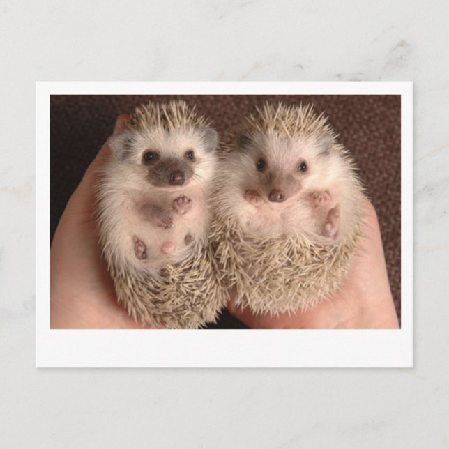 Two Baby Hedgehogs Postcard (Front)