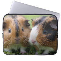Two Baby Tortoiseshell Guinea Pigs,