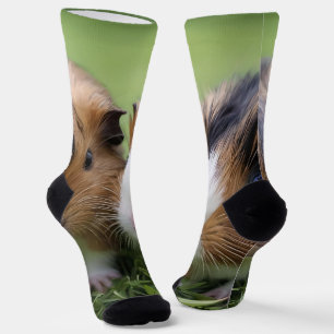 Two Baby Tortoiseshell Guinea Pigs, Socks