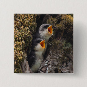 Two Baby Tree Swallows 15 Cm Square Badge