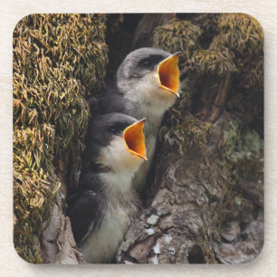 Two Baby Tree Swallows Coaster