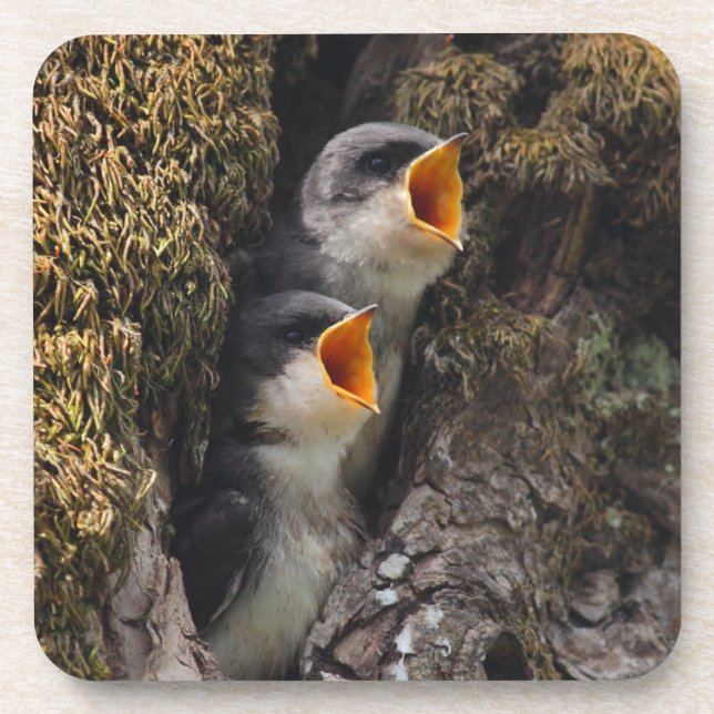 Two Baby Tree Swallows Coaster (Front)