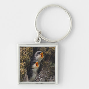 Two Baby Tree Swallows Key Ring