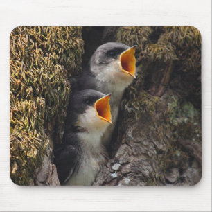 Two Baby Tree Swallows Mouse Pad