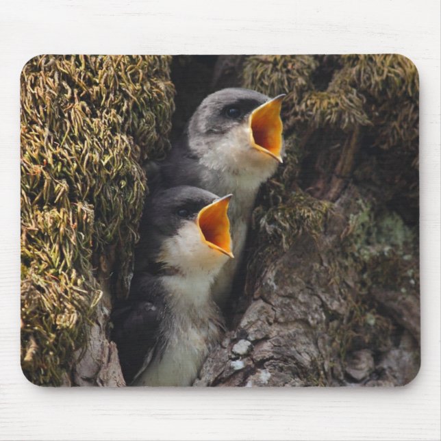 Two Baby Tree Swallows Mouse Pad (Front)