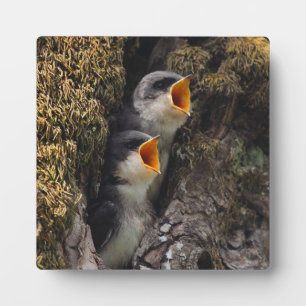 Two Baby Tree Swallows Plaque