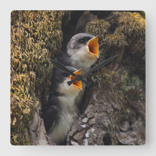 Two Baby Tree Swallows Square Wall Clock