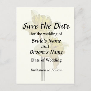 Two Backlit Daffodils Announcement Postcard