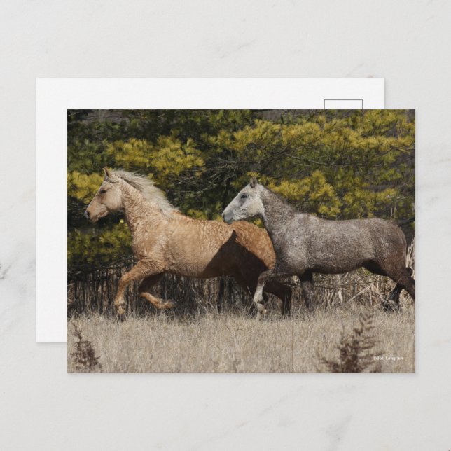 Two Bashkir Curly Horses Running Together Postcard (Front/Back)